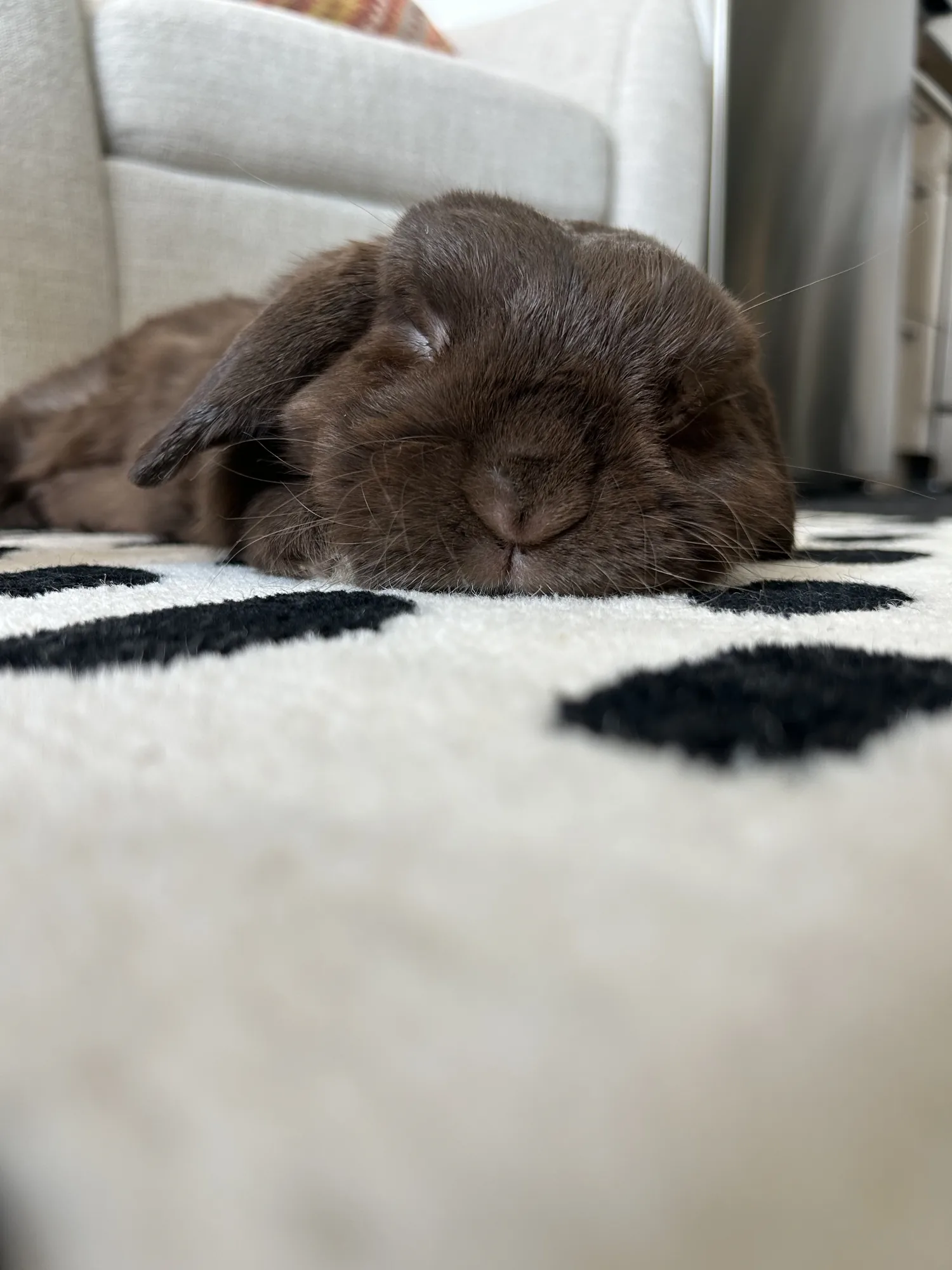A chocolate lop rabbit resting flat and relaxed