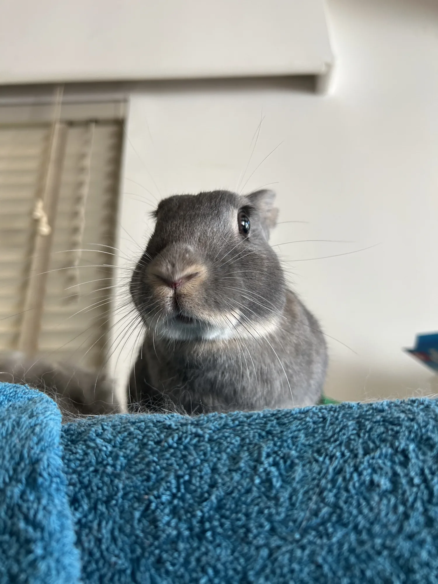 A small grey rabbit peeking over a soft blue towel