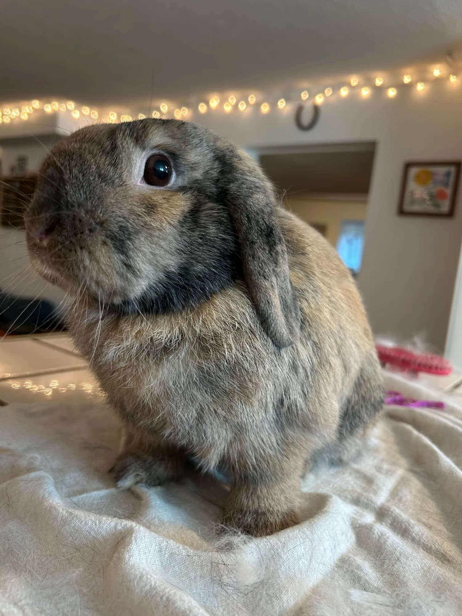 A curious lop-eared bunny looking toward the camera