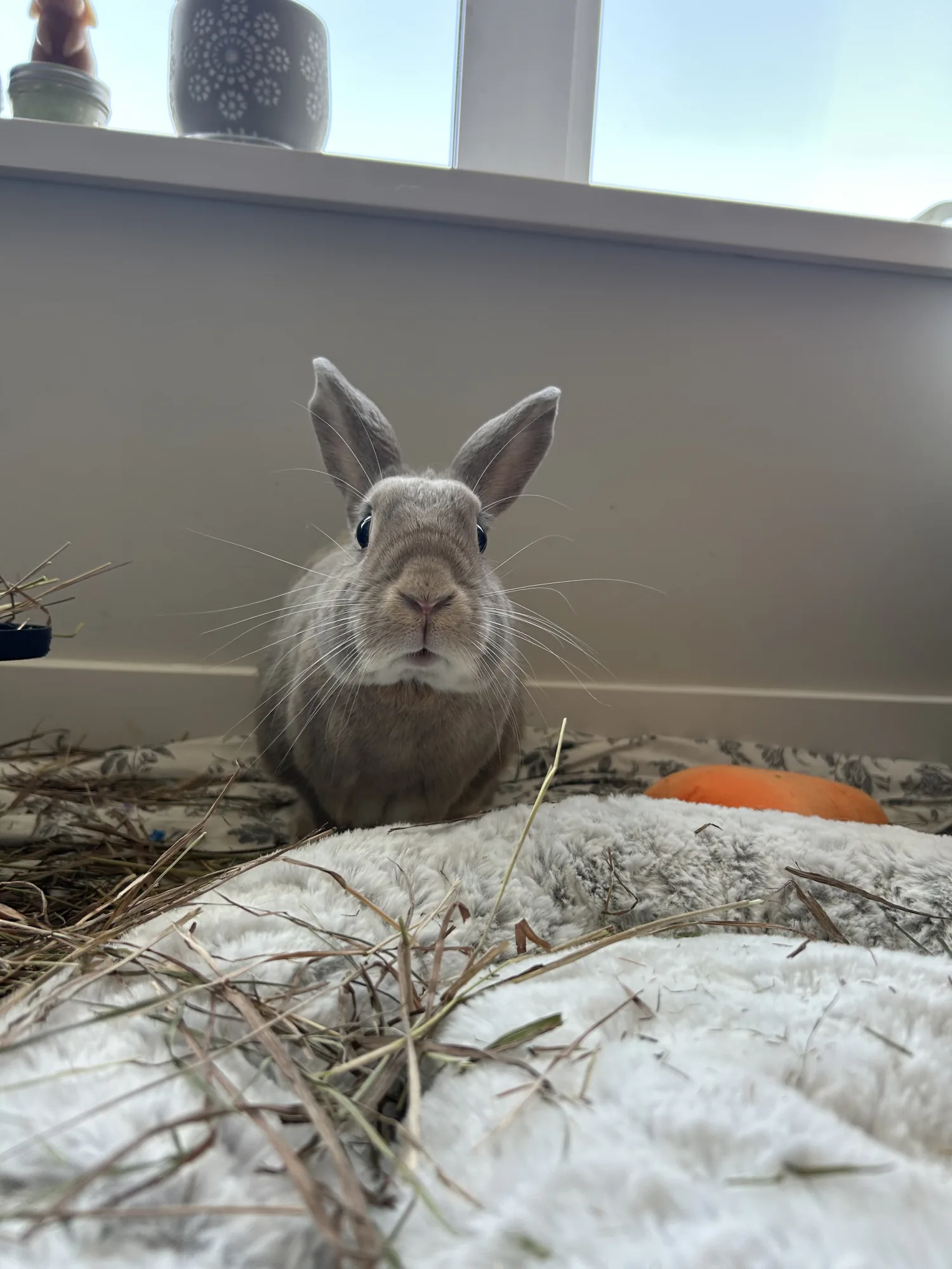 A bright-eyed grey rabbit sitting in hay at home