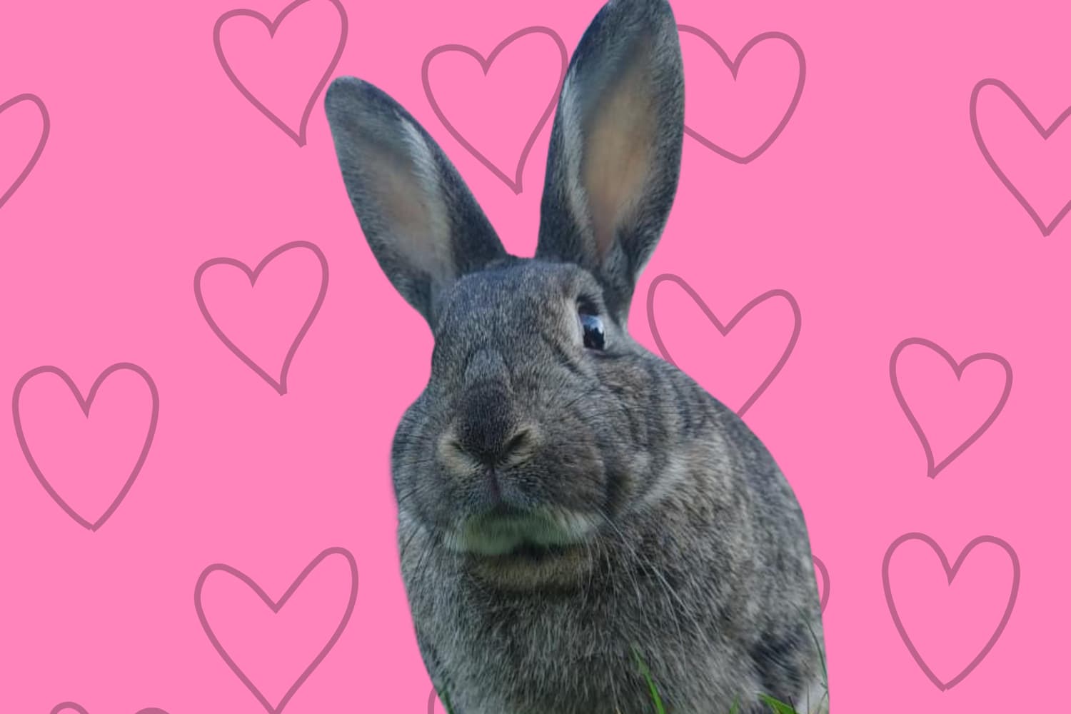 A grey rabbit on a playful pink heart background