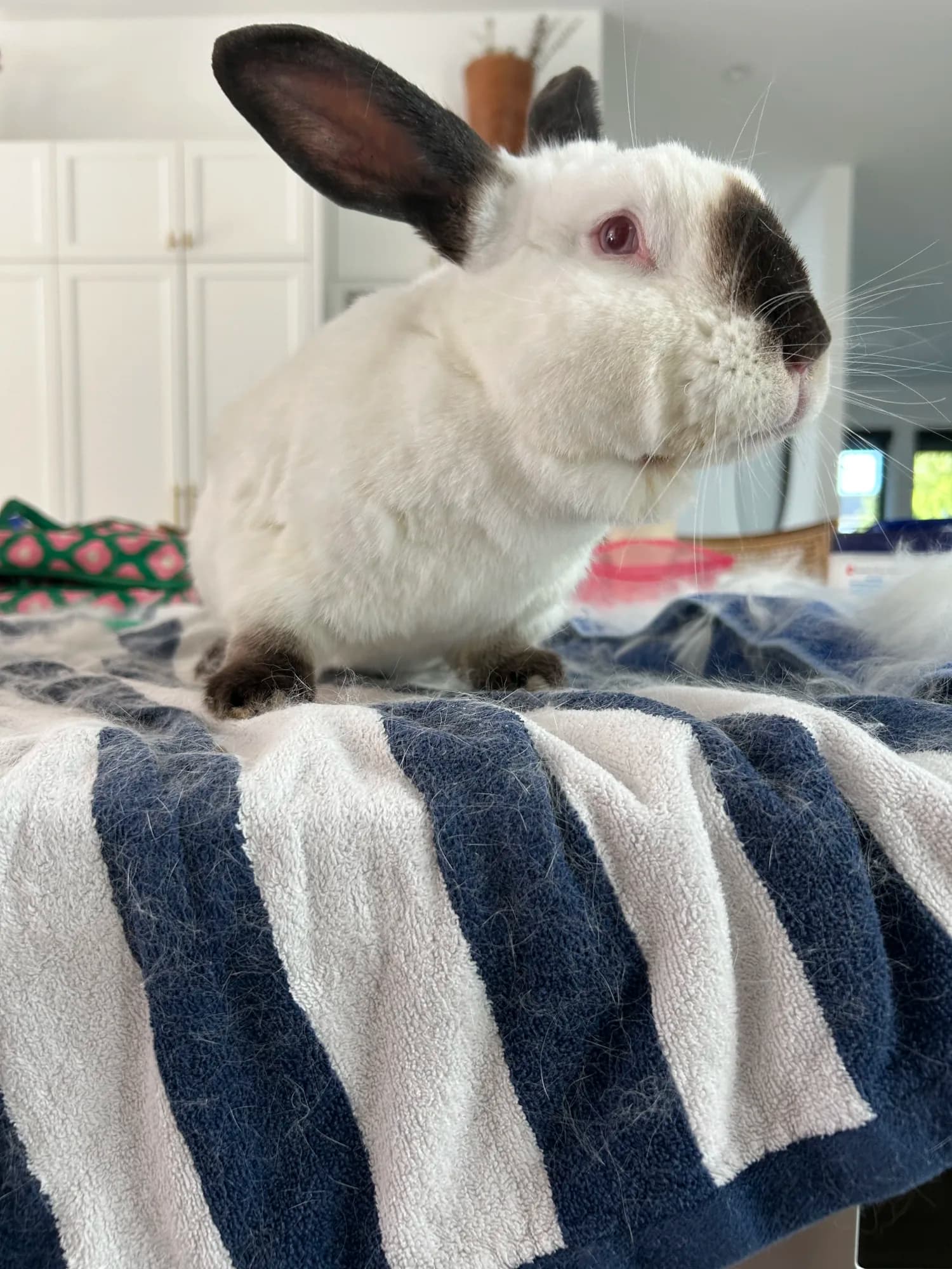White rabbit with dark ears