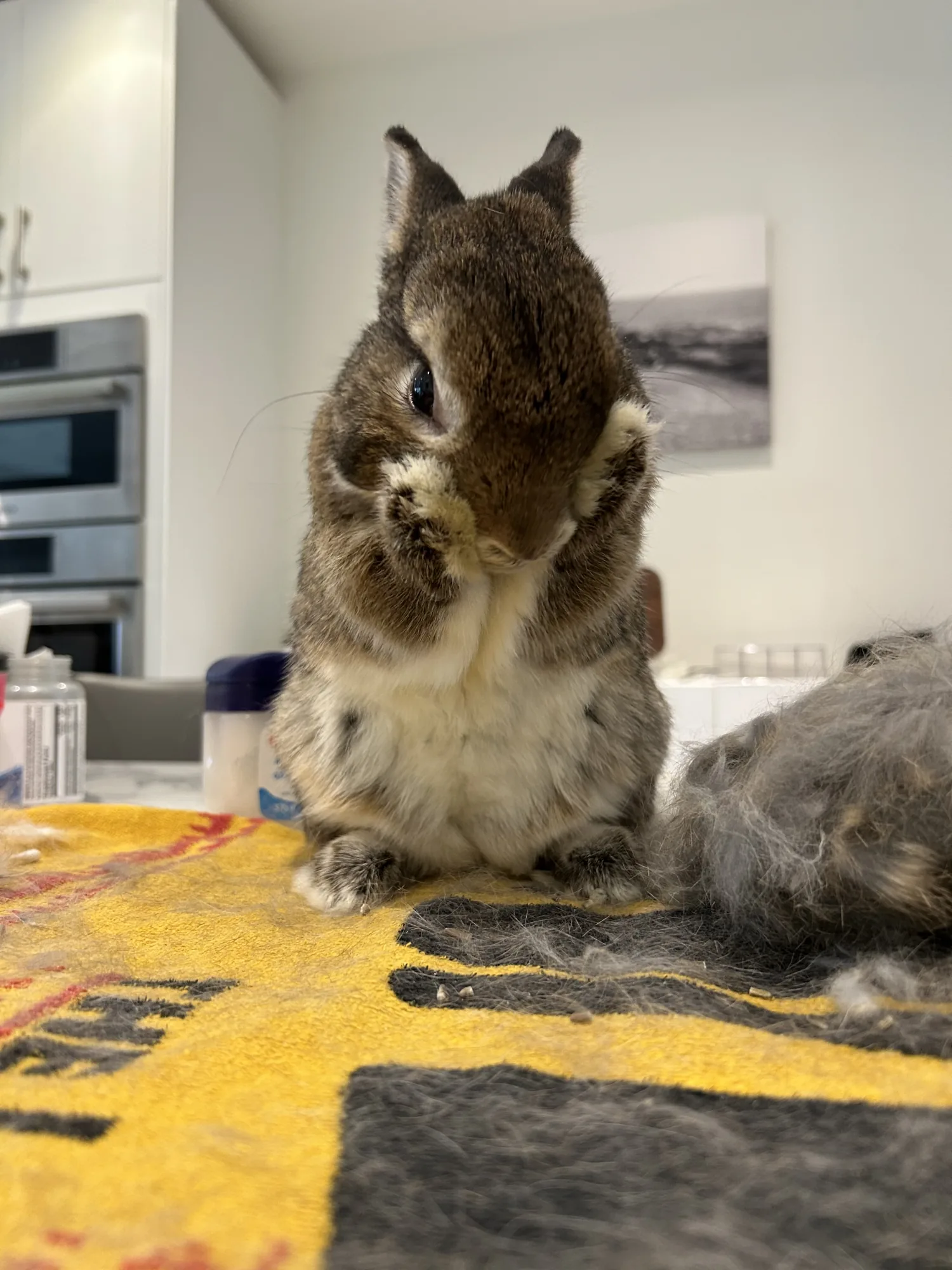 Tiny rabbit sitting beside a pile of freshly brushed fur