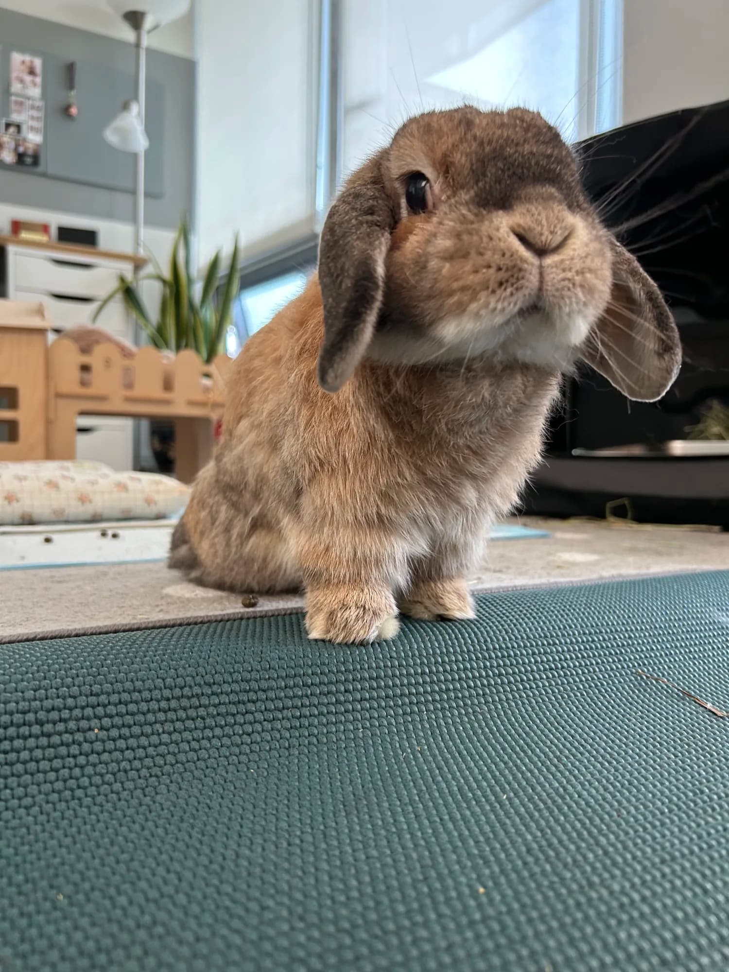 A lop-eared rabbit standing close to the camera