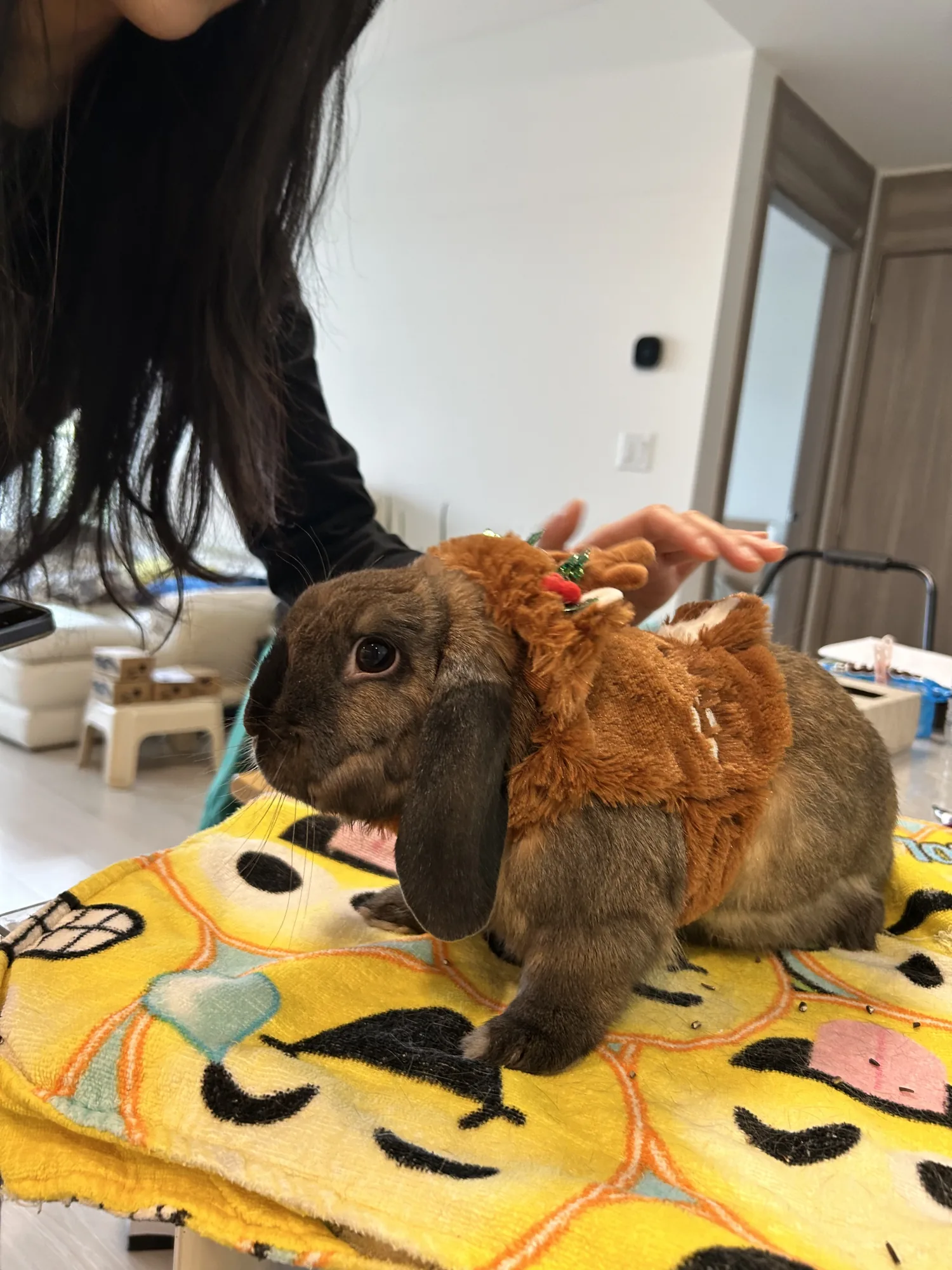 A lop rabbit wearing a soft reindeer costume during a grooming visit