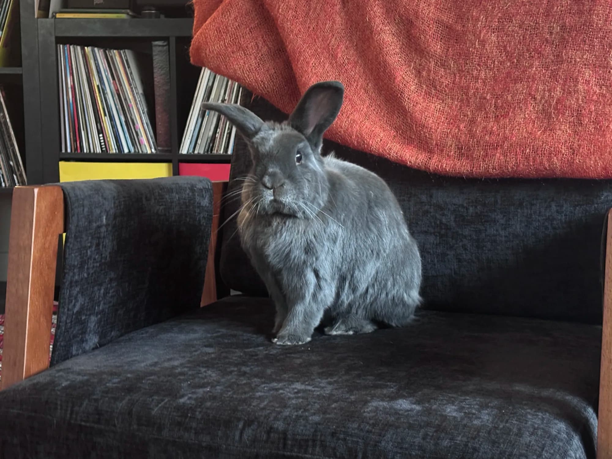 Grey rabbit sitting proudly on an armchair