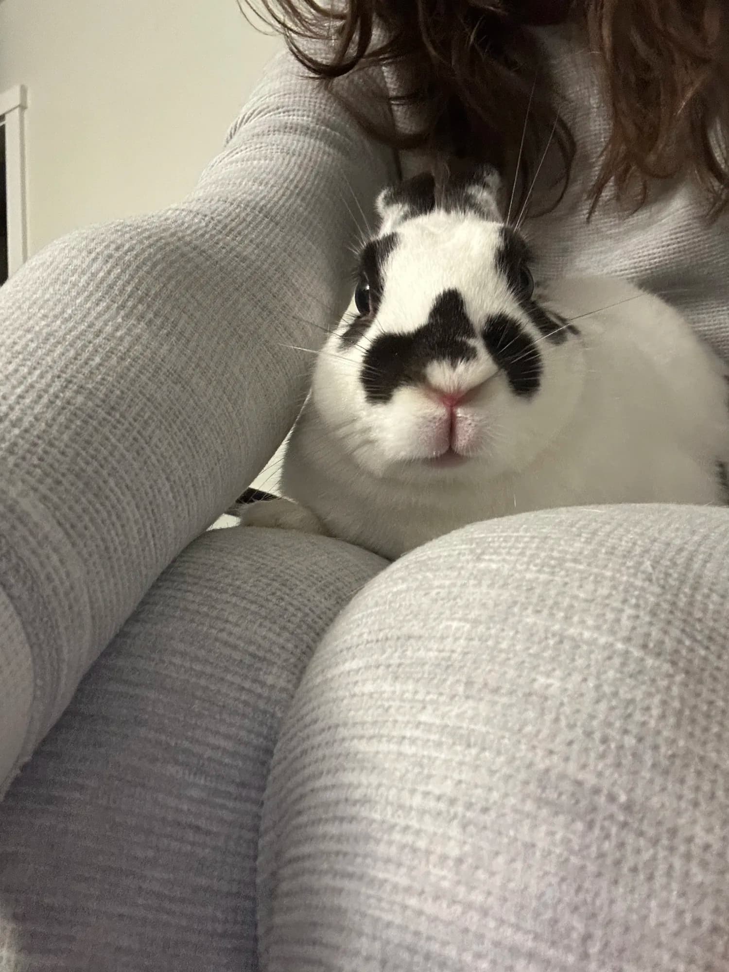 A white rabbit with black markings